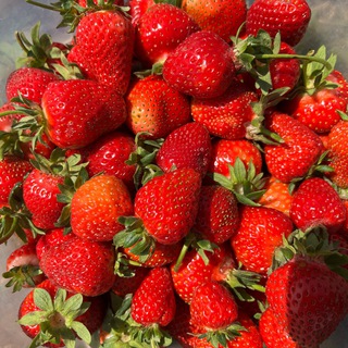 Telegram profile photo for Ягода из Скородумовки🍓
