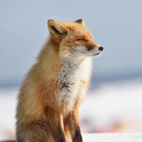 Telegram profile photo for Animal