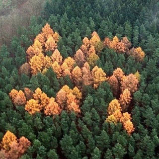 Telegram profile photo for Архаїчна кримінальна спілка🇺🇦🏴