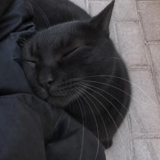 Telegram profile photo for 𝘚𝘌𝘓𝘌𝘍𝘉İ𝘕𝘛