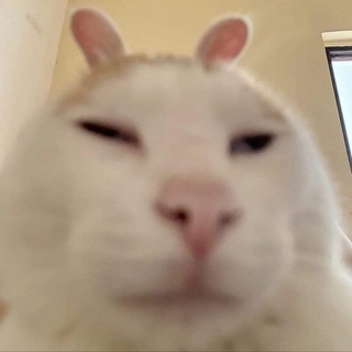 Telegram profile photo for Ежедневный Котёнок