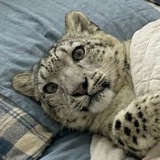 Telegram profile photo for Котлеты