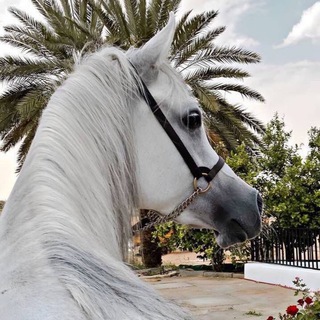 Telegram profile photo for أقتباسات 🤎. 🗝