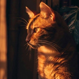 Telegram profile photo for Хобости
