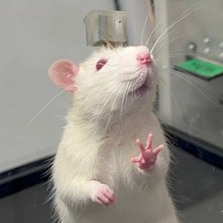 Telegram profile photo for Neiry Accelerator