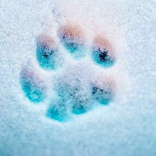 Telegram profile photo for Кладовка PawwwPrints