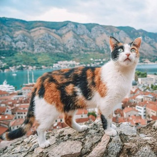 Telegram profile photo for Фанфакты про Балканы