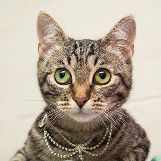 Telegram profile photo for Без кота не то