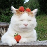 Telegram profile photo for Женина инфа