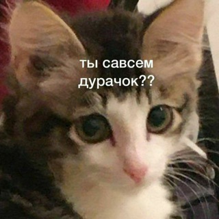 Telegram profile photo for Сыр(ок) 🧀