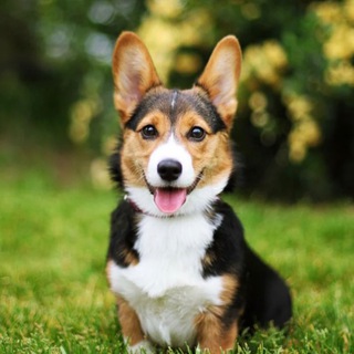 Telegram profile photo for Собачники Строгино