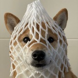 Telegram profile photo for wDOG Memes