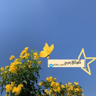 Telegram profile photo for گـــوڵی زەرد