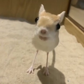 Telegram profile photo for Чушпанчик
