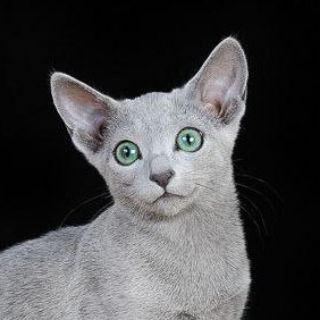 Telegram profile photo for Питомник Русских Голубых Кошек RUSLANDIJA (CFA, TICA)