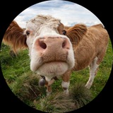 Telegram profile photo for лисикс