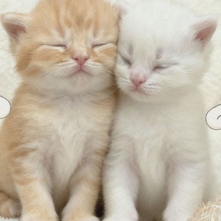 Telegram profile photo for Meow ๐พ