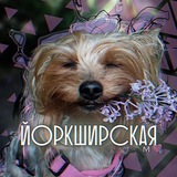 Telegram profile photo for Йорширская