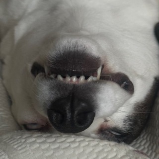 Telegram profile photo for Мистер Дупсель