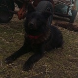 Telegram profile photo for ОДАА МАКВИН ГОТОВ