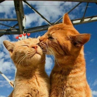 Telegram profile photo for ❤ أحـ๛ـا๛ انثــہﻯ عــہﺭبيــہﮥ ❤