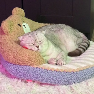 Telegram profile photo for домик snixxyy