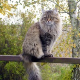 Telegram profile photo for Кот сибирский ☃️