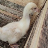 Telegram profile photo for Логово программиста
