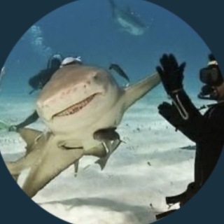 Telegram profile photo for сша канал