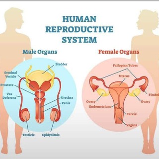 Telegram profile photo for Reproductive module