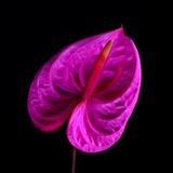 Telegram profile photo for ДЫМНАЯ