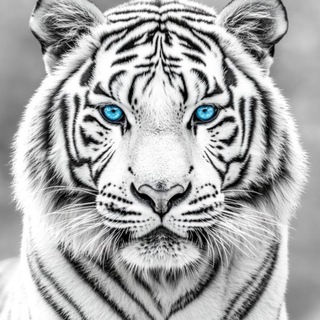Telegram profile photo for žheer