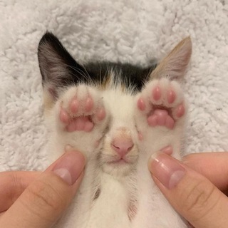 Telegram profile photo for котятки вы чего