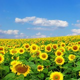 Telegram profile photo for 🌻 گلچینها 🌻