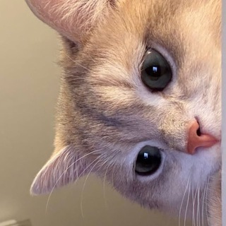 Telegram profile photo for رَيمّان