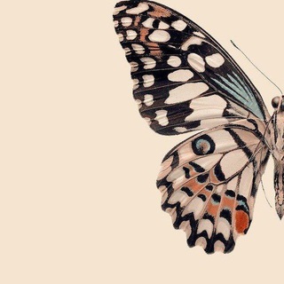 Telegram profile photo for لِـ فراشة 🦋.