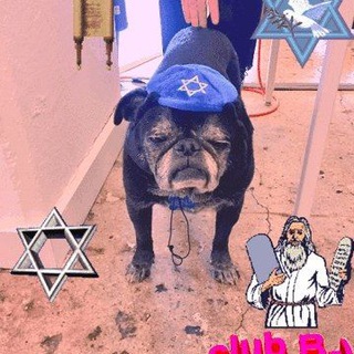 Telegram profile photo for ✡️еврейские анекдоты и мопсы✡️