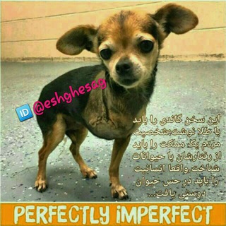 Telegram profile photo for عشق سگ 🐕🐶(امداد و واگذاری فرشتگان بی زبان)