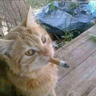 Telegram profile photo for шухичка чбчг