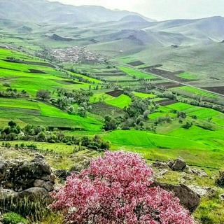 Telegram profile photo for گرگر_نیوز