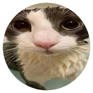 Telegram profile photo for 𝓝ꘘt c𝑜n𝓯