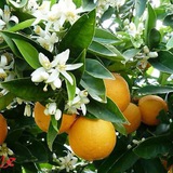 Telegram profile photo for 🍀🌻دانستنى هاى گياهى 🌻🍀