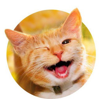 Telegram profile photo for Без кота и жизнь не та