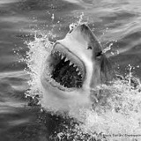 Telegram profile photo for 🦈