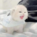 Telegram profile photo for 澈の查档主频道