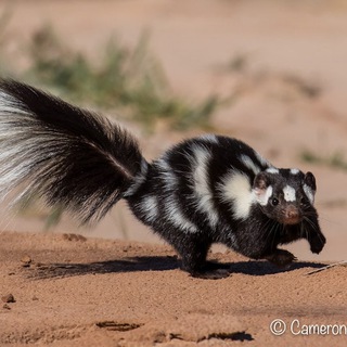 Telegram profile photo for Hourly Skunk