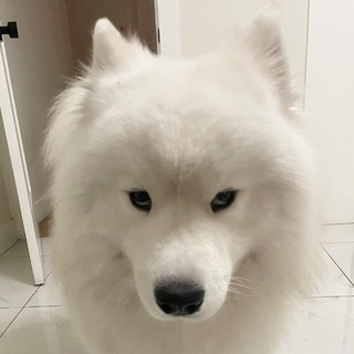 Telegram profile photo for самоїди українізовані