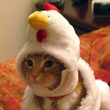Telegram profile photo for coqspl