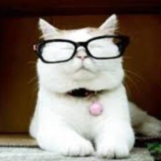 Telegram profile photo for Catturd ™️