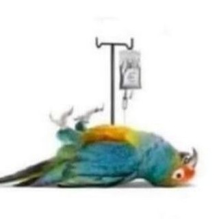 Telegram profile photo for Кризверская федерация